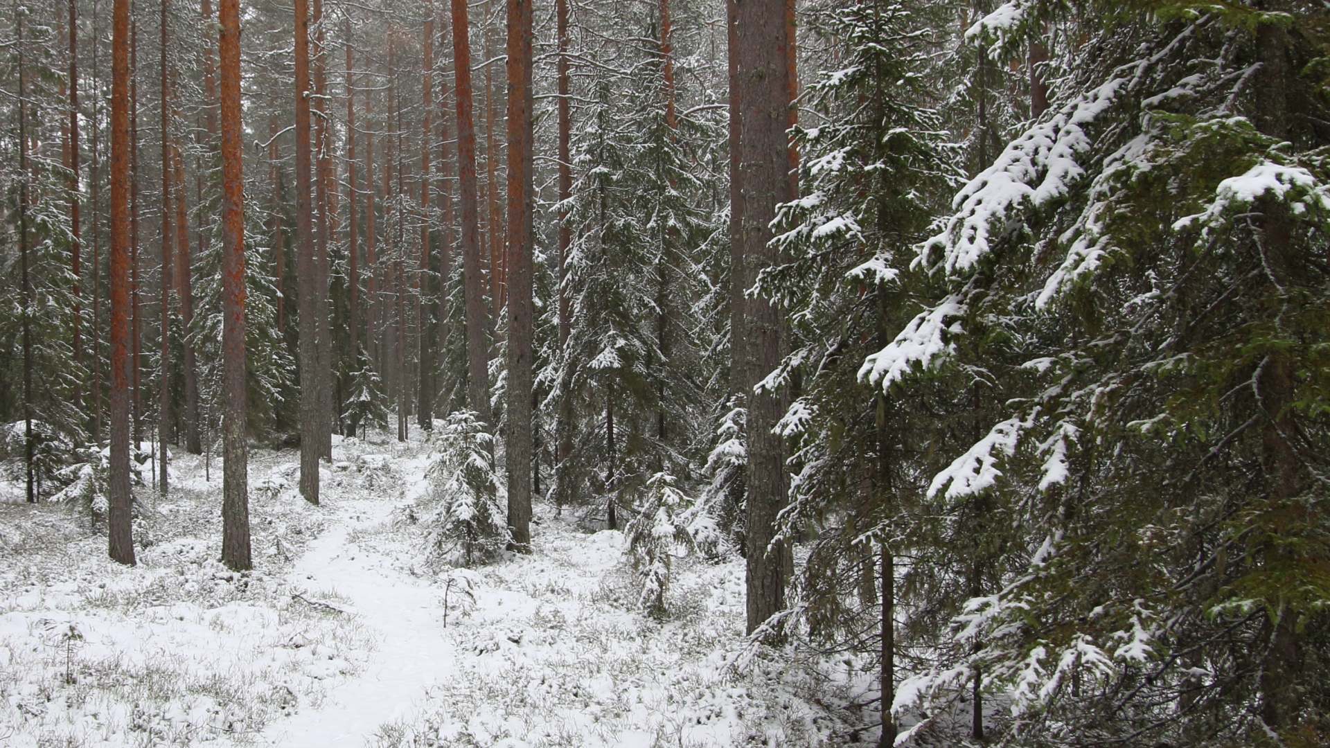 Kuva äänekoskelaisesta ensilumisesta virkistysmetäsästä.