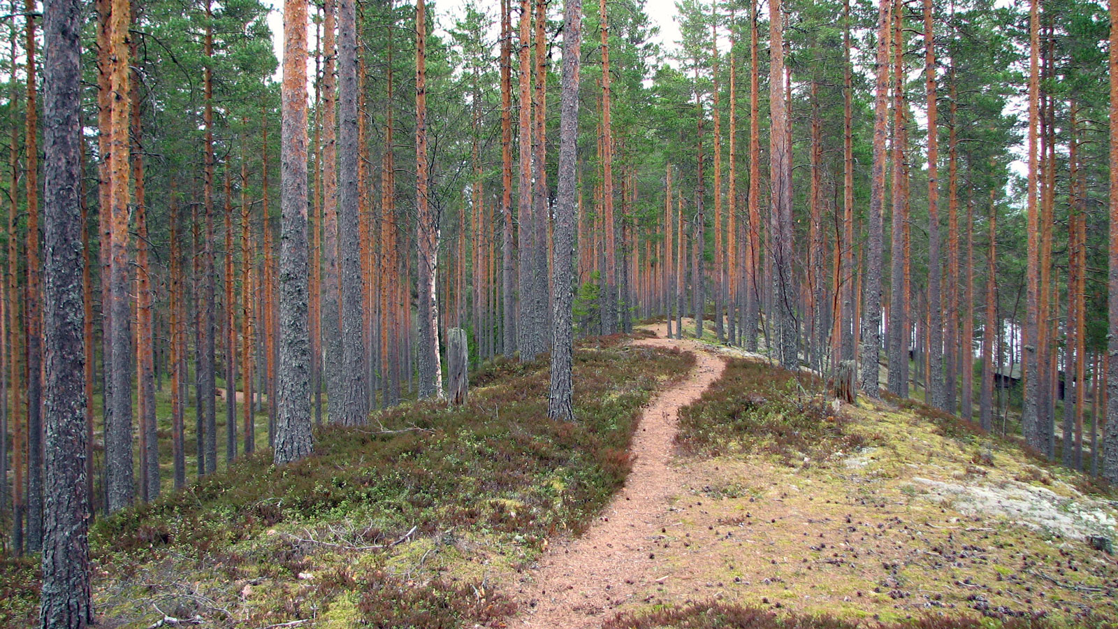 Kaunista mäntymetsää, kuvan keskellä polku.