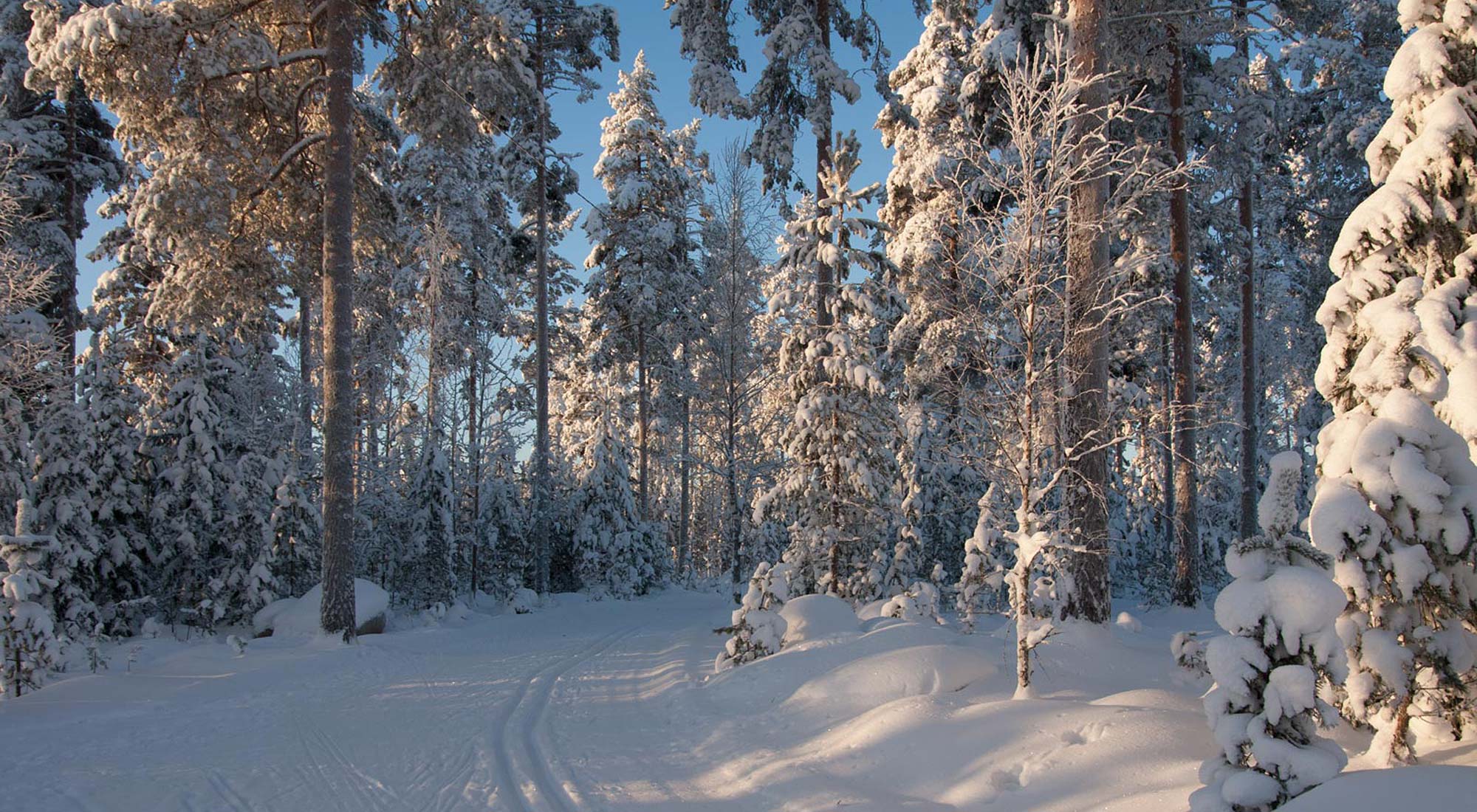 Talvinen metsä ja latu.