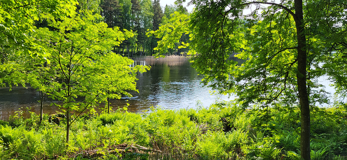 Kaunis, vehreä metsä- ja järvimaisema.