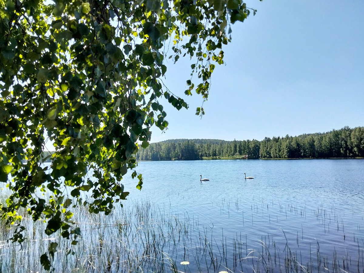 järvimaisema ja joutsenia