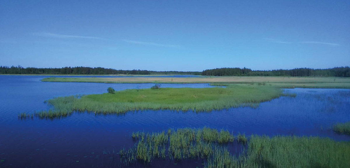 Pyhäjärvi, umpeenkasvua.